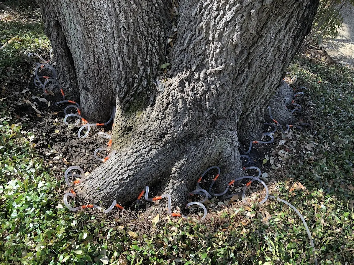 Detailed Tree Cabling and Bracing job site in Pachuta